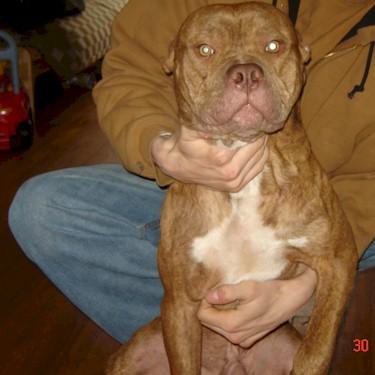 Sears Cane Pit Bull Front.jpg
